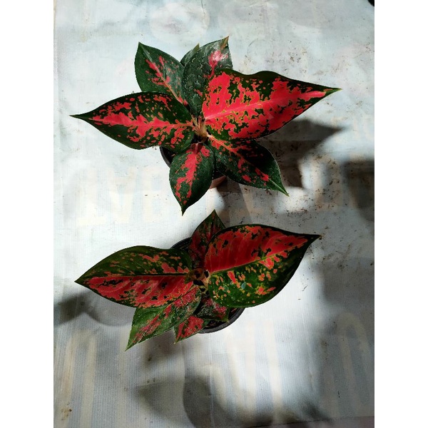 aglonema suksom jaipong versi batik