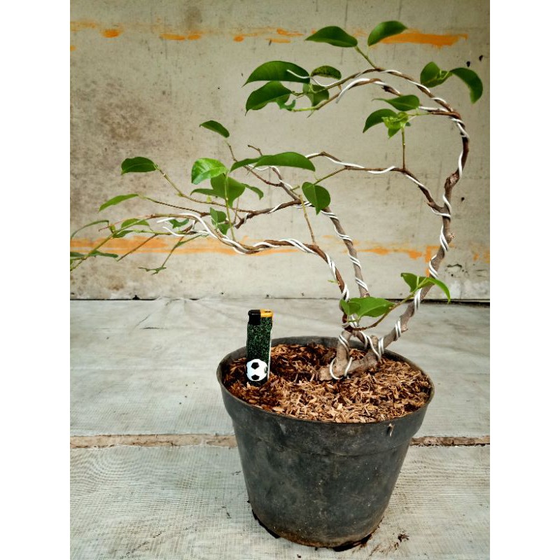 bahan bonsai beringin (ficus benjamina)