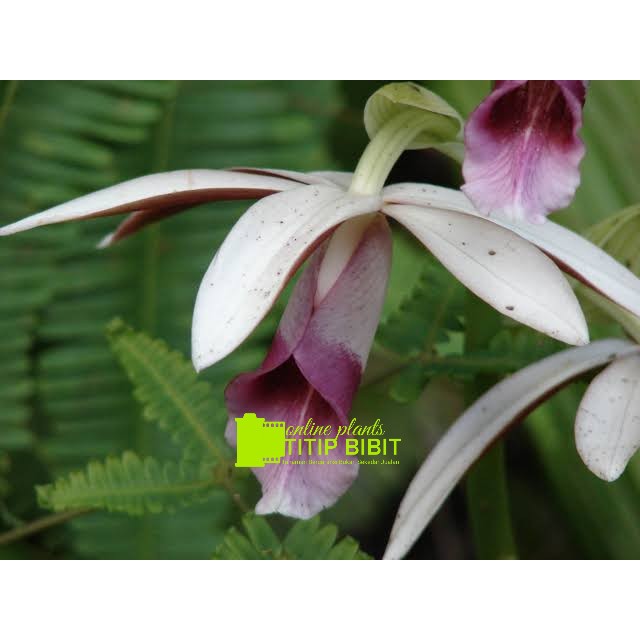 anggrek spesies phaius tankervilleae