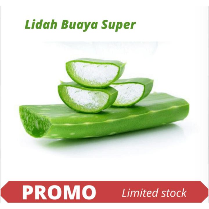 

Lidah Buaya Super/ Kg