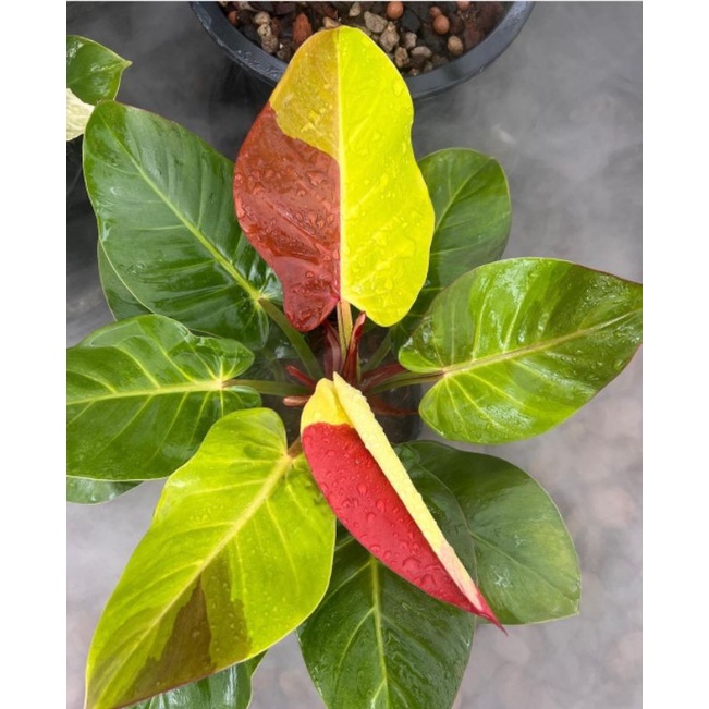 PHILODENDRON RED MOON / TANAMAN HIAS PHILODENDRON RED MOON