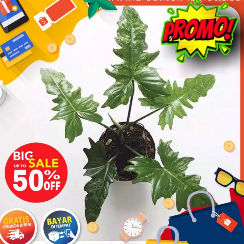 Promo Tanaman Hias Philo Dragon Varigata - Golden Dragon - philodendron