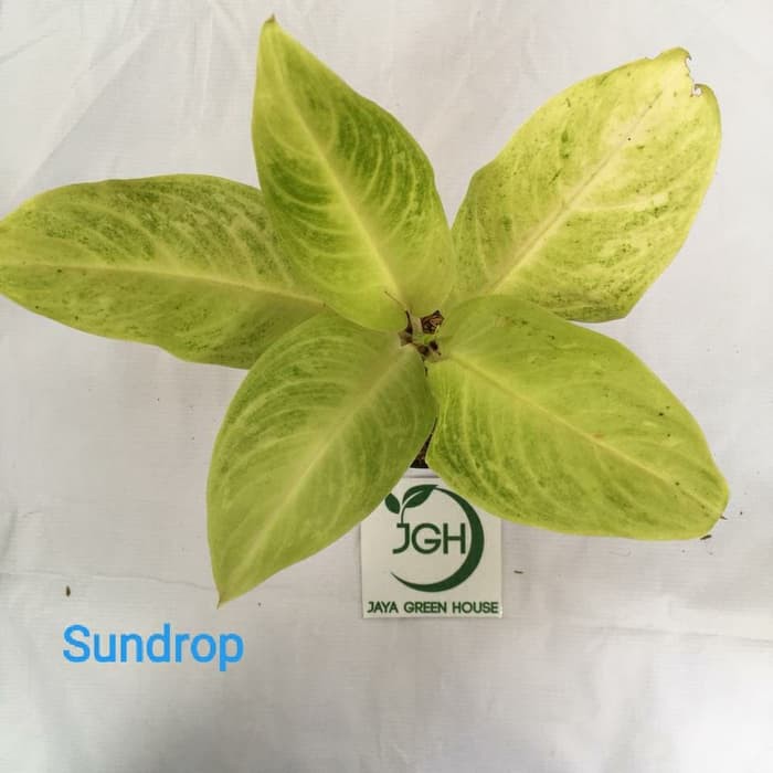 Aglonema Sundrop