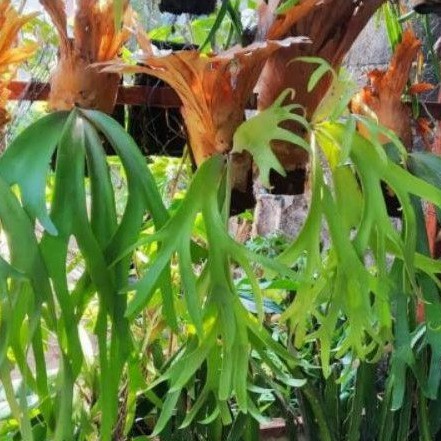 Tanduk rusa/tanaman paku tanduk rusa