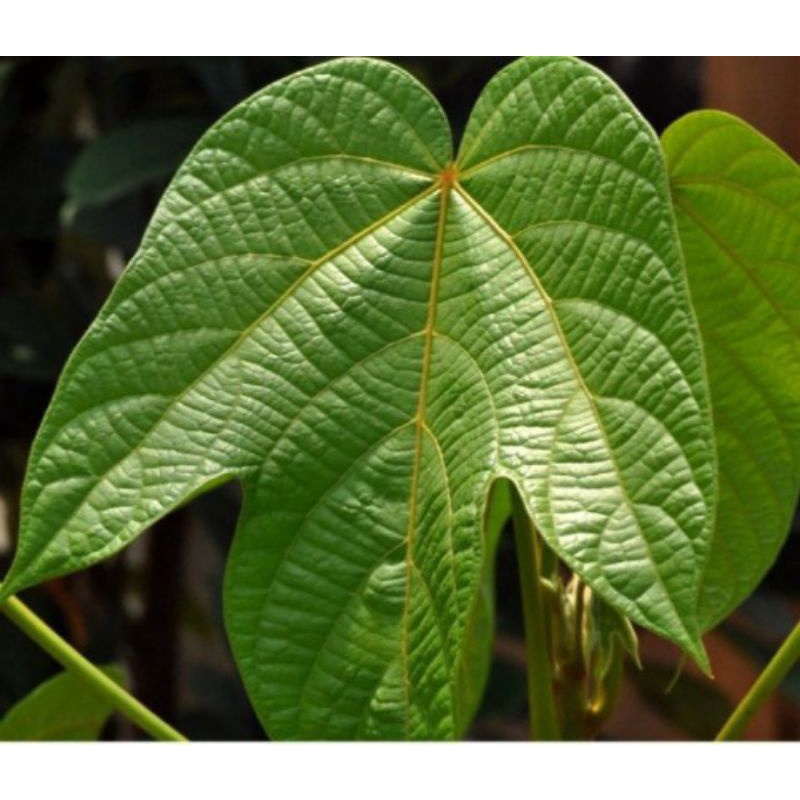 

Daun Picung atau daun kluwek segar 500gram