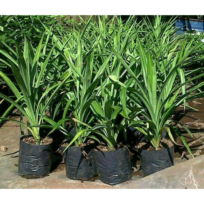 Tanaman Herbal Daun Pandan Wangi Untuk Kolak Dan Nasi Uduk