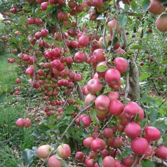 Bibit buah apel merah