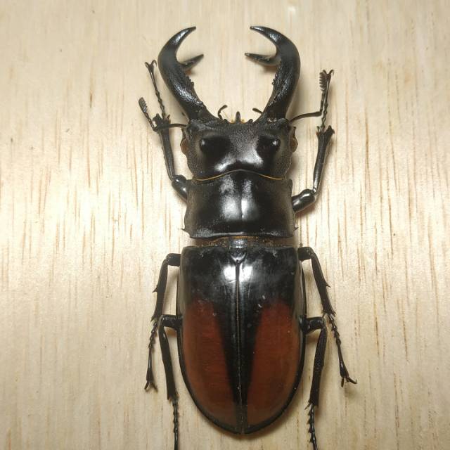 AWETAN SERANGGA ASLI / TAXIDERMY KUMBANG CAPIT PARRYI