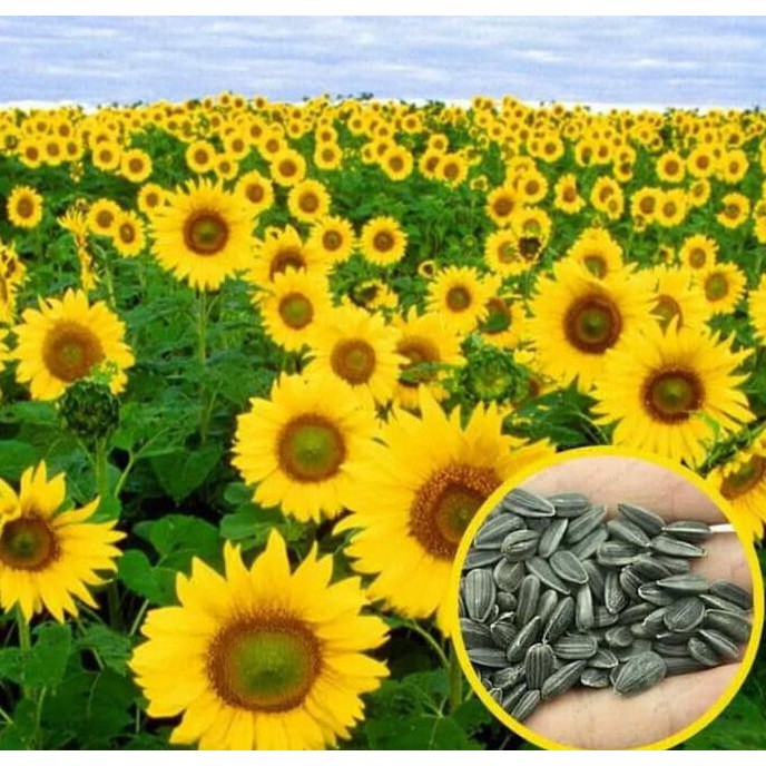 1 kg benih biji bunga matahari besar siap semai