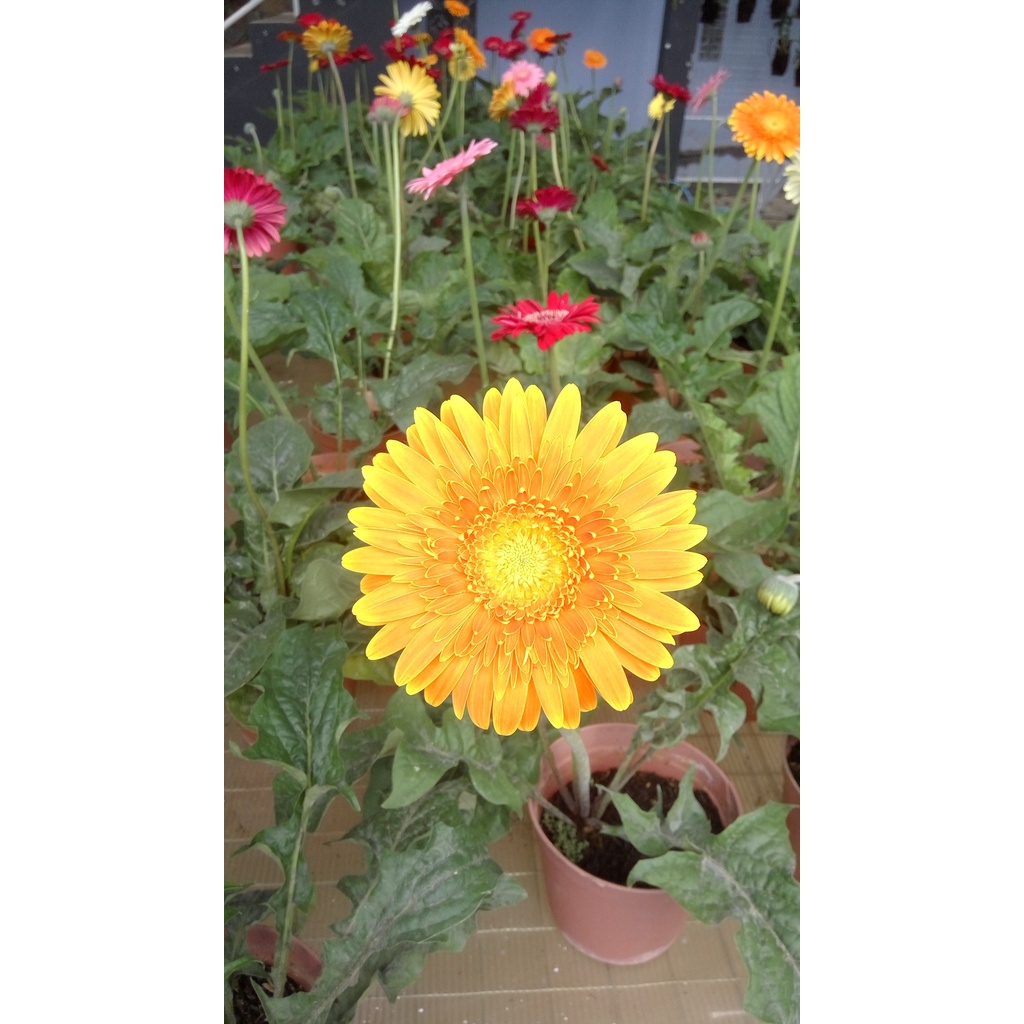 Tanaman Hias Bunga Gerbera - Herbras - Barberton Daisy