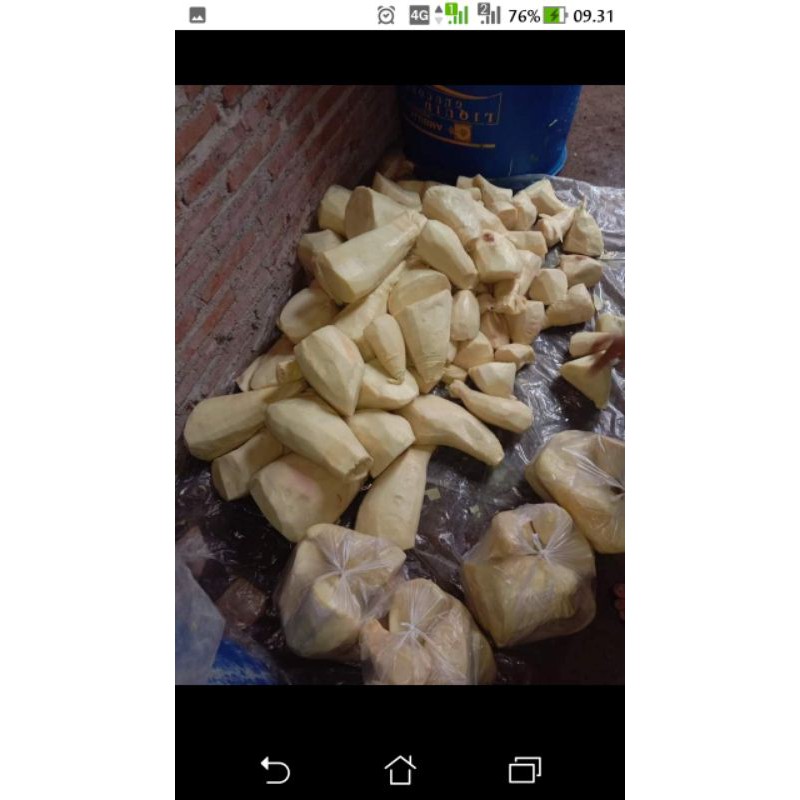 

Rebung Petung