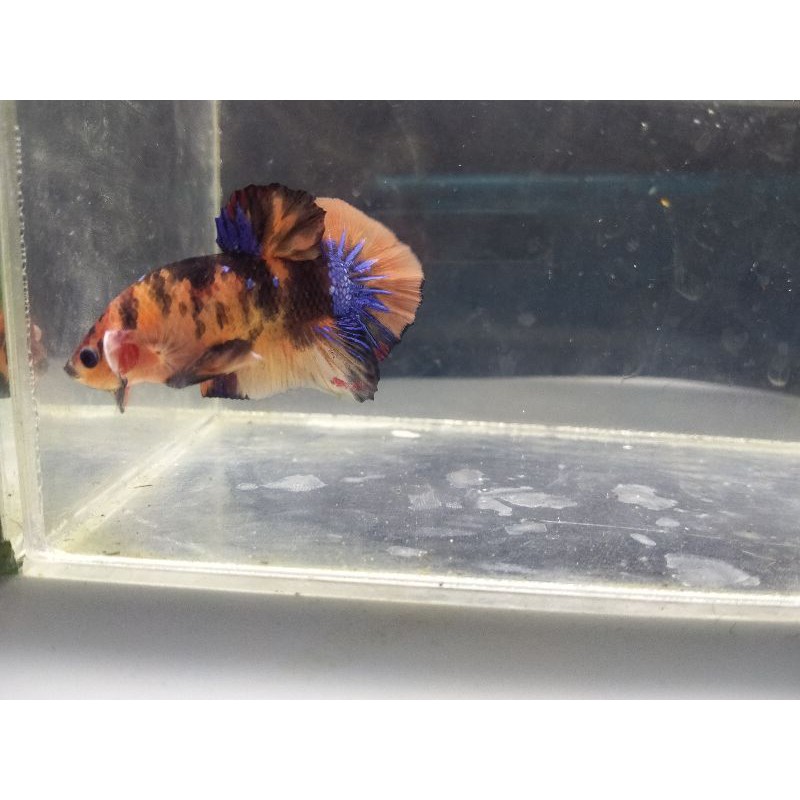 nemo multi galaxy fullblock real picture