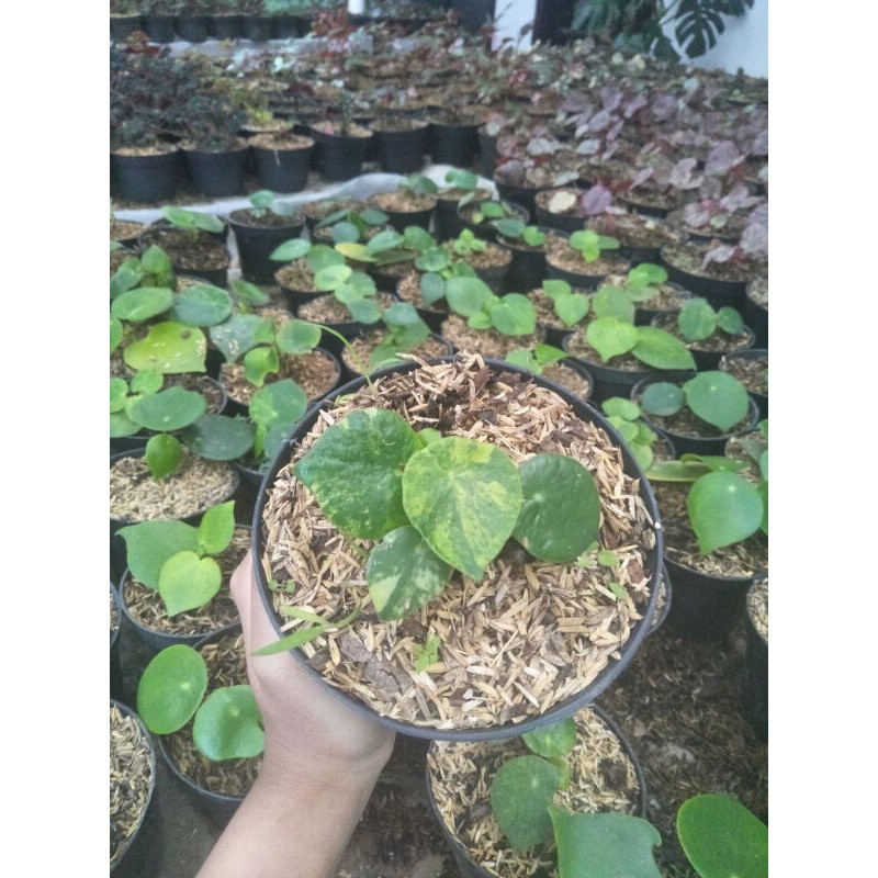 Tanaman hias Peperomia Raindrop Variegata