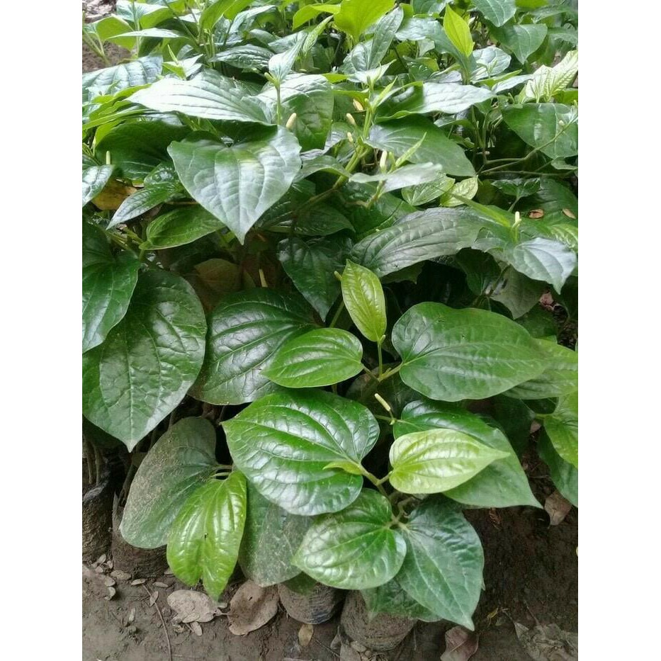 Bibit Tanaman Cabe Jawa / Cabe Obat