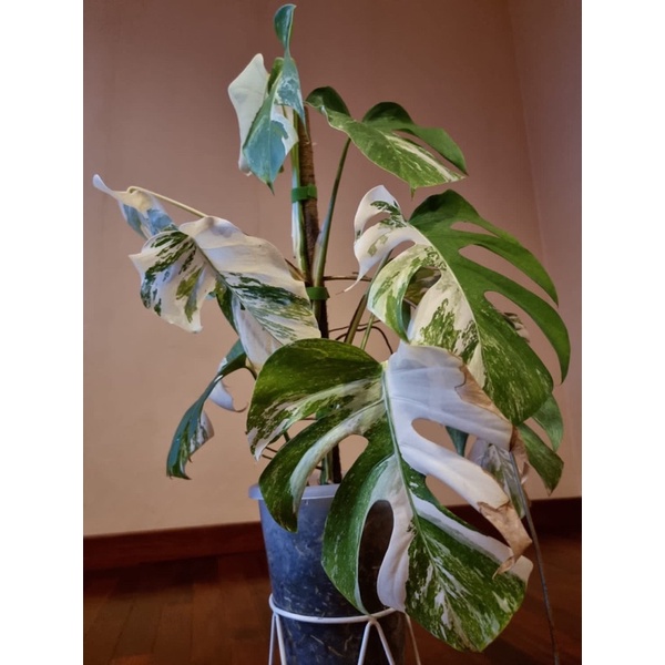 Monstera Varigata White tiger