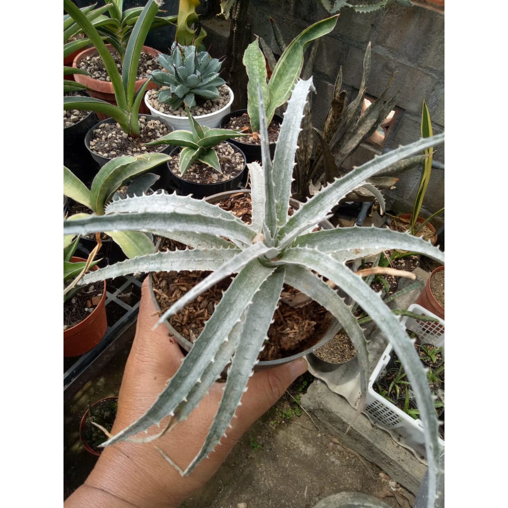 Dyckia silver