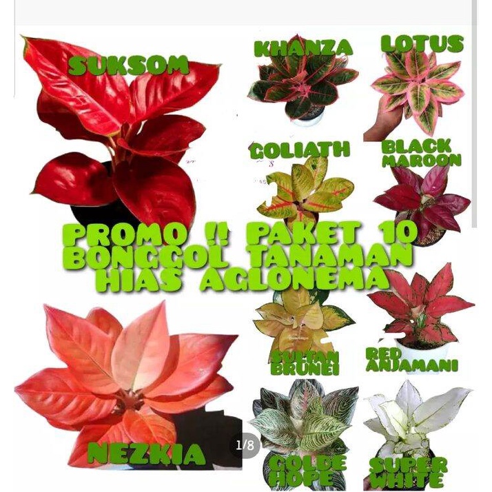NEW PAKET HEMAT 10 AGLONEMA BONGGOL BERTUNAS CANTIK