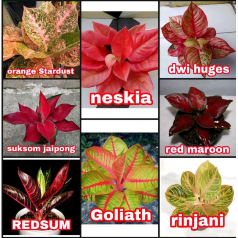 promo paket 8 bonggol aglonema