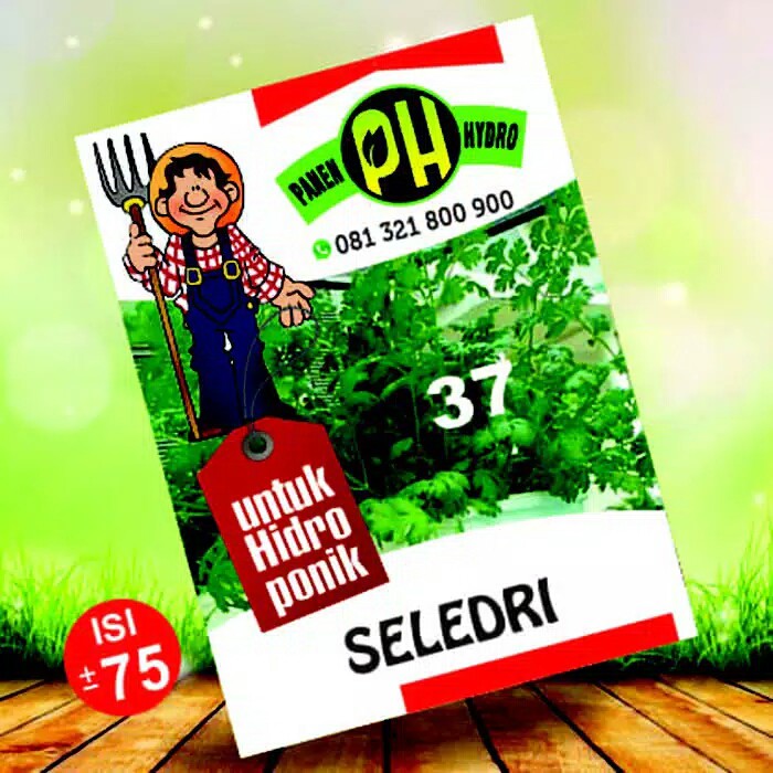 Benih bibit seledri khusus hidroponik