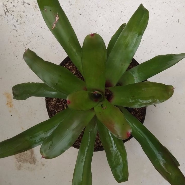 Bromelia Hijau