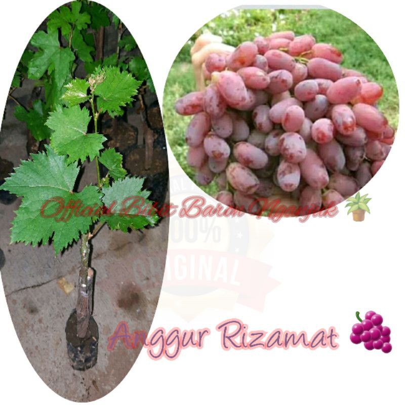 ANGGUR IMPORT RIZAMAT // BIBIT // TANAMAN // BIBIT ANGGUR IMPORT
