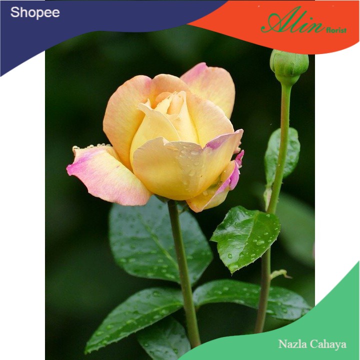 tanaman bunga mawar hidup  / berbunga bunga besar wangi adeva rose flower / Bunga mawar
