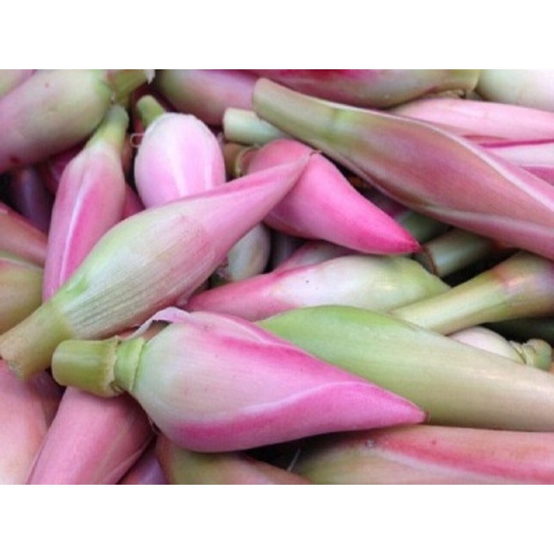 

Bogor Kecombrang Papapangan - 100 gram