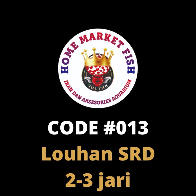 LOUHAN SRD #013  2-3jari REAL VIDEO ikan louhan Super Red Dragon nyata 1 ikan/1 iklan sesuai VIDEO