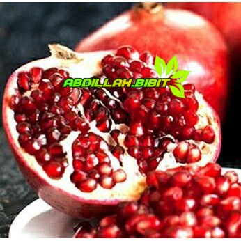 Bibit buah delima merah biji lunak red ruby pomegranate spanyol