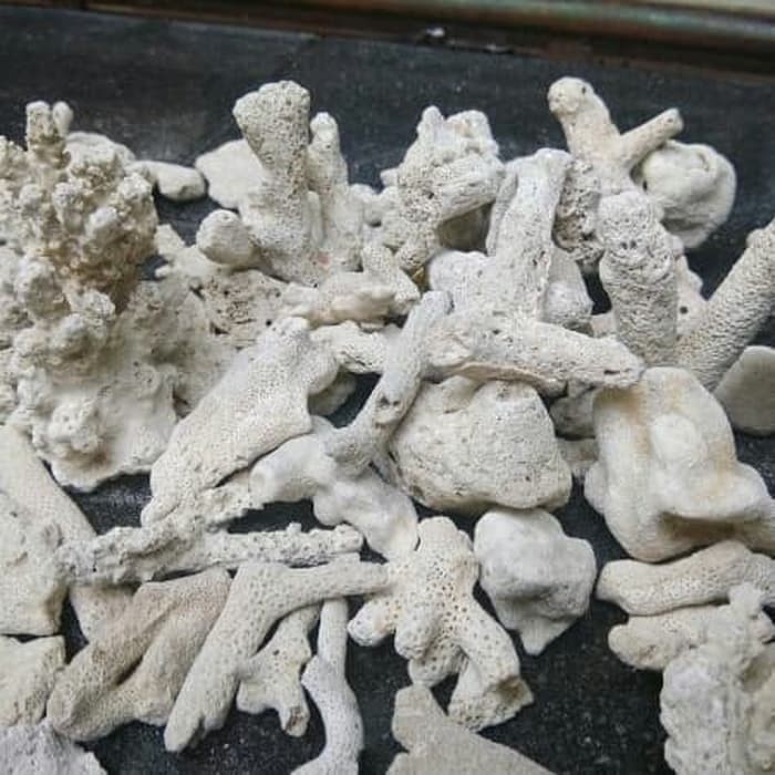 Karang Jahe Media Filter Kolam / Aquarium 500 gram