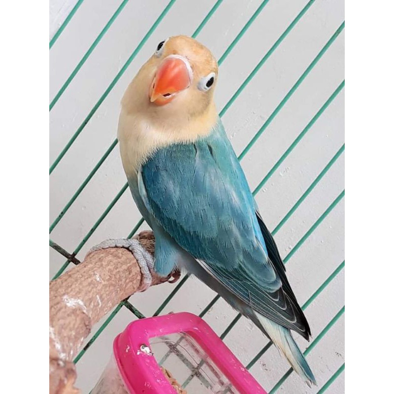 Burung Lovebird Biola Pb