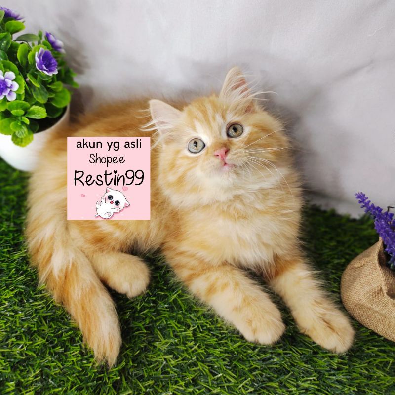 Jual anak kucing persia medium oren betina | Shopee Indonesia
