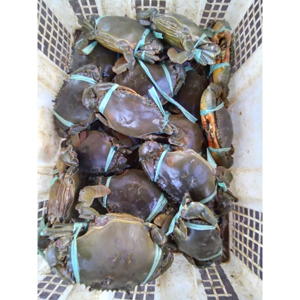 Jual Kepiting Bakau Shopee Indonesia