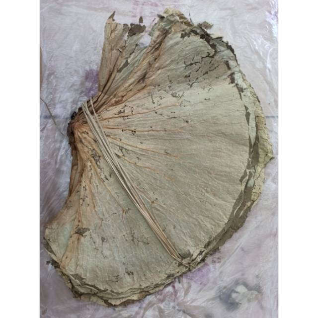 

Dried Lotus Leaves