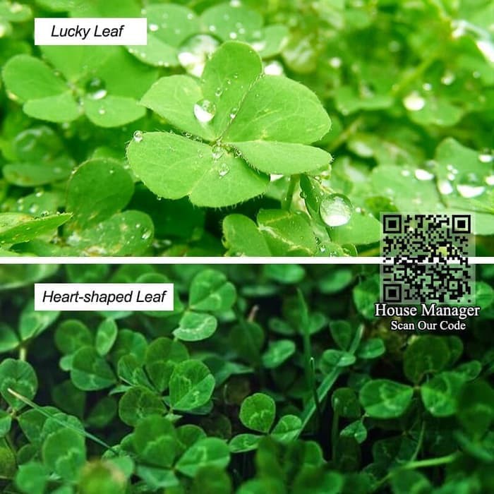 Seed Carpet AQUASCAPE / Tanaman Aquascape / Aquascape Carpet