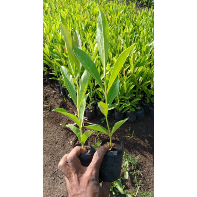 TABEBUYA KUNING bibit tabebuya kuning