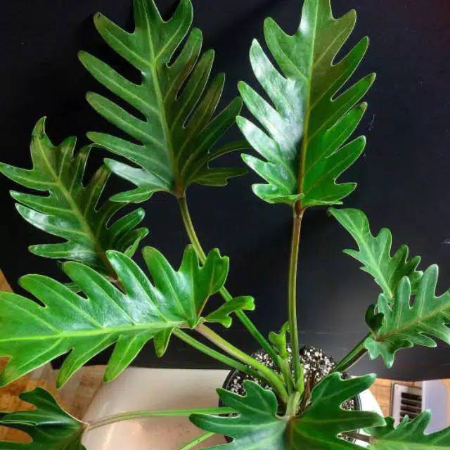 Tanaman PHILODENDRON XANADU