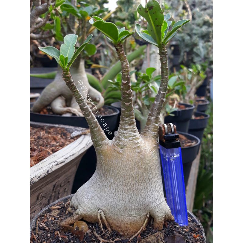 Adenium nsdd / adenium karakter
