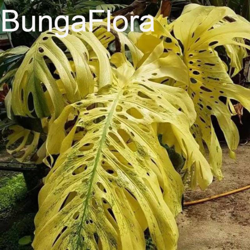 1 bibit batang Monstera varigata  king gold