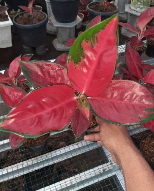 Skop Taman Sekop Untuk Kebun Gali Tanah Pupuk Tanaman Murah Mini