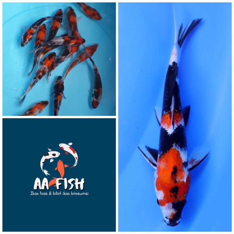Ikan koi Showa - Ikan hias - ikan koi
