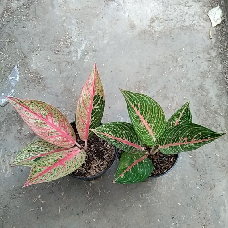 paket 2 batang aglonema green legacy dan red legacy