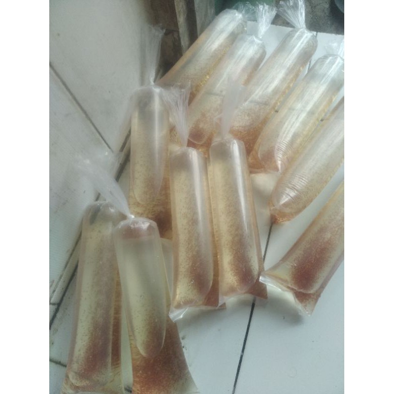 Daphnia Magna INDUKAN-Tanyakan stok dulu Dapnia Magna kutu air raksasa kutir DM Daphnia Magna Dapnia