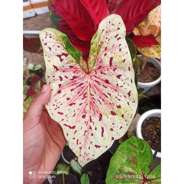 CALADIUM WHITE LEOPARD