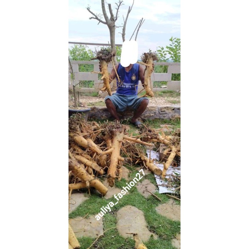 BONGGOL BONSAI SERUT BER KARAKTER TUA  20k