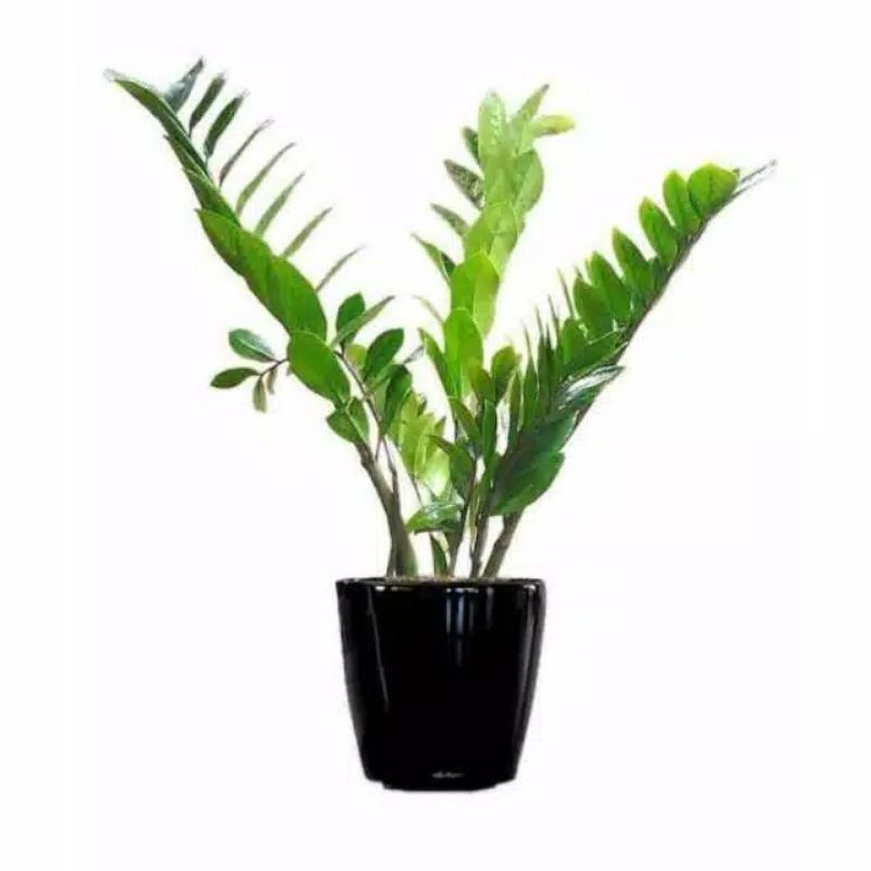 zamia kulkas