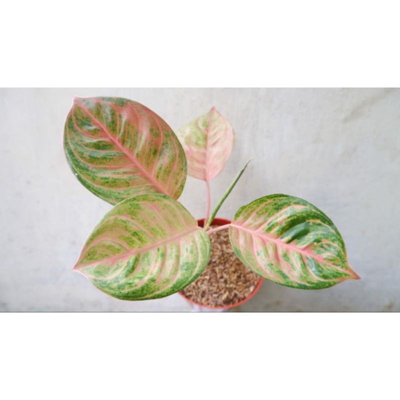 RARE ITEM AGLONEMA SUSAN