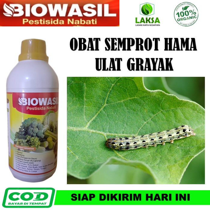 Obat Hama Pembasmi Ulat Grayak - BIOWASIL Pestisida Nabati Paling Ampuh Atasi Hama Ulat Grayak - Ins