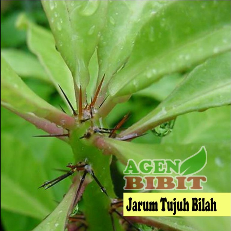 Bibit Pohon Jarum Tujuh 7 Bilah Tanaman Daun Obat Herbal Shopee Indonesia