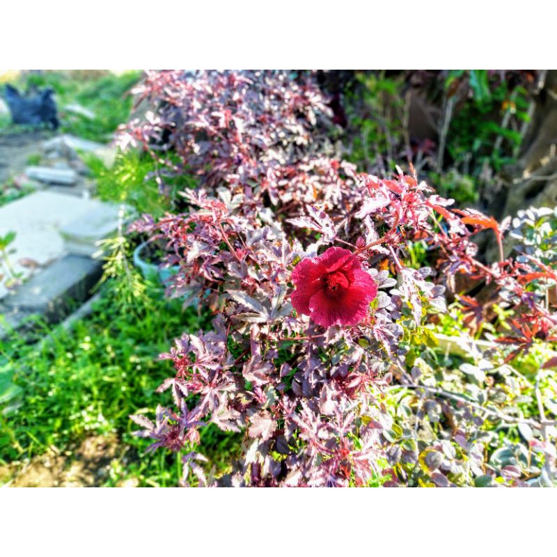 Red Panama